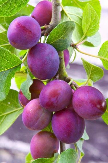 Semifreestone. Morris Plum- This plum tree ripens a large plum that tends to grow in large clusters on a grafted, semi-dwarf tree.
