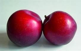 Allred Plum- Self Pollinating Japanese plum. Red-skinned plum with juicy, red flesh. Has a sweet/tart flavor. Ripens early.