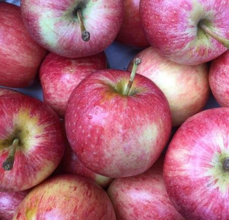 Gala Apple- Has mild sweet flavor and long availability window, this apple is one of today s most popular varieties.