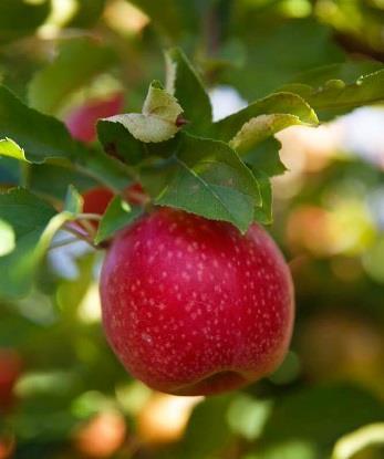 Since then, the apple has grown into one of today s most popular varieties.