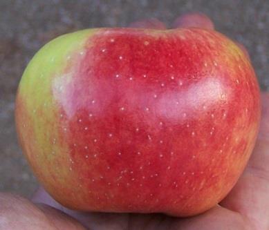 Fuji apples are also great storing apples, and because of that, are available year-round. Pink Lady Apple- One of the best-known modern apples.