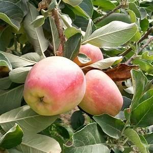 Anna Apple- Anna is a Golden Delicious-style apple, developed in Israel specifically for cultivation in "low-chill" areas where winter temperatures rarely drop to freezing.