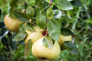 Orient Pear- Orient is one of those old fashion hard pears. Large round fruit with a beautiful firm white flesh. Great for canning and making pear butters. The trees are highly Fire Blight resistant.