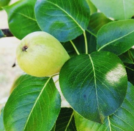 The fruit is edible raw or cooked. The flesh resembles that of the Asian pear. The fruit can be eaten as soon as it is picked and can store for several days to several months.