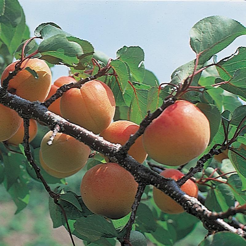 Moorpark Apricot- is known for its juicy, sweet apricots. Great for fresh eating, canning or drying. Harvest time spans from early July to early August, but the fruit does not ripen all at once.