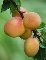 When multiple variates of pluots are planted in the same orchard scattered pollination between trees will occur, often times this imparts an enriched flavor to the fruits.