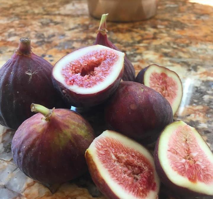 Italian Black Fig- The Italian fig is similar to the Brown Turkey but larger.
