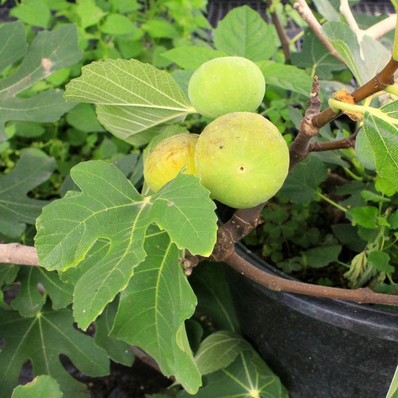 It is a very prolific bearer and will set a new crop after the previous one. The Italian Everbearing Fig Tree grows primarily as a bush.