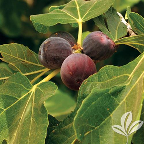 Many experts consider the Black Mission Fig Tree to be the best all-around variety for the south. Figs ripen Summer to Fall. Brown Turkey Fig- A classic, all-purpose fig.