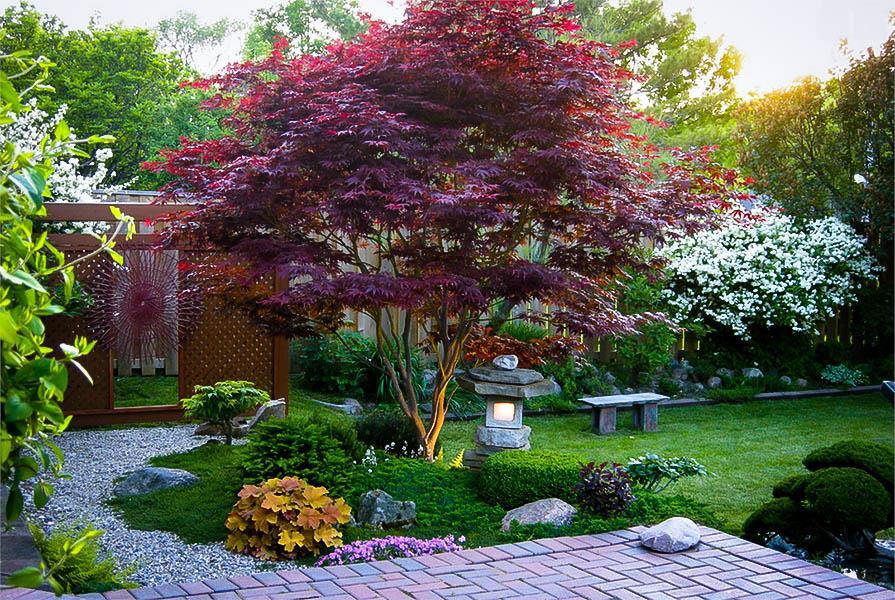JAPANESE MAPLE *BLOODGOOD* 1G A fresh, richly-hued focal point of any landscape, the Bloodgood Japanese Maple Tree is known for standing out with amazing color.