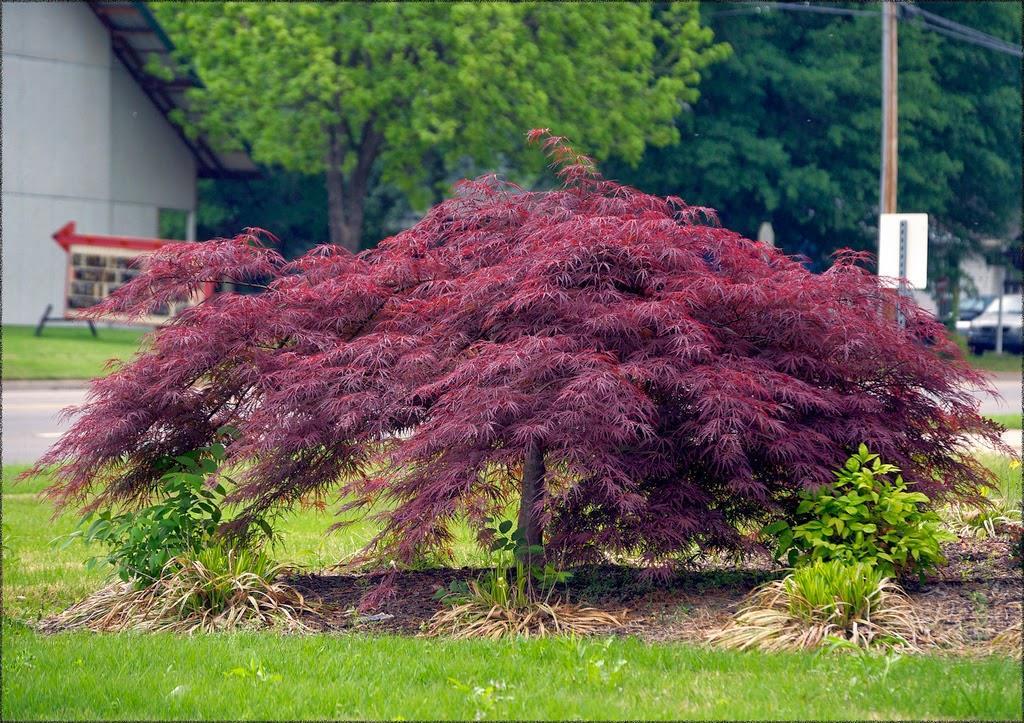 exceptional for their shape, texture and especially their color. The purplish-red foliage that emerges in the spring is accented by tiny crimson flowers that will draw admirers in for a closer look.