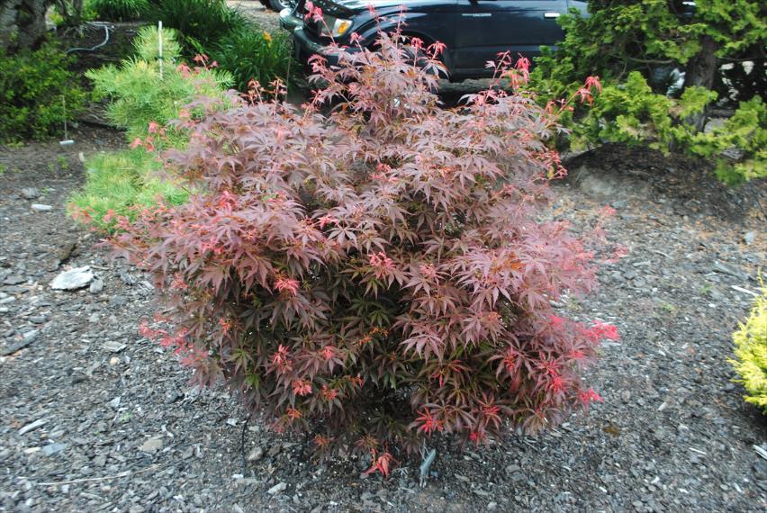 'Garnet' matures it forms a beautiful, cascading, "mound shaped" specimen. 'Garnet' is becoming a popular landscape plant because of its durability and color retention qualities.