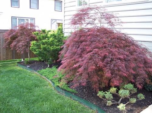 goes on and more new growth appears the fireworks continue to explode. JAPANESE MAPLE * Inaba Shidare* 1G Among all the Japanese Maples, Inaba-shidare is one of the best and most visually stunning.