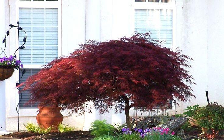 'Tamukeyama' is one of the older Japanese maple cultivars with records dating back to the year 1710. This beautiful tree has outstanding foliage color throughout the seasons.