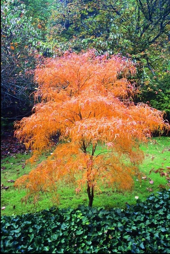 'Shishigashira' is unlike any other Japanese maple in the world. This slow growing maple has somewhat glossy leaves that are curled and/or kinked up.