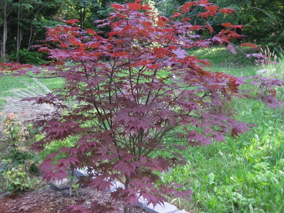 *Beni Shien* 15G A compact, vase-shaped deciduous tree with brown-red leaves that are rather small with narrow lobes.
