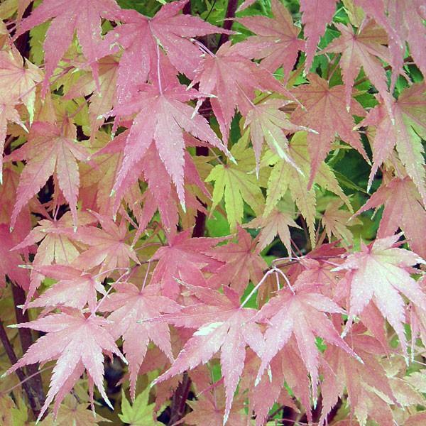 *Karasugawa* 30G This maple is one of the most spectacular of the variegated Japanese maples.