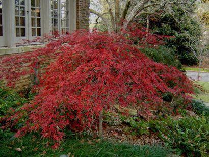 One of the quickest and easiest ways to raise the curb appeal (and the value) of your home is to add beautiful and interesting new landscaping. Inaba Shidare Japanese Maple Tree (Acer pd.