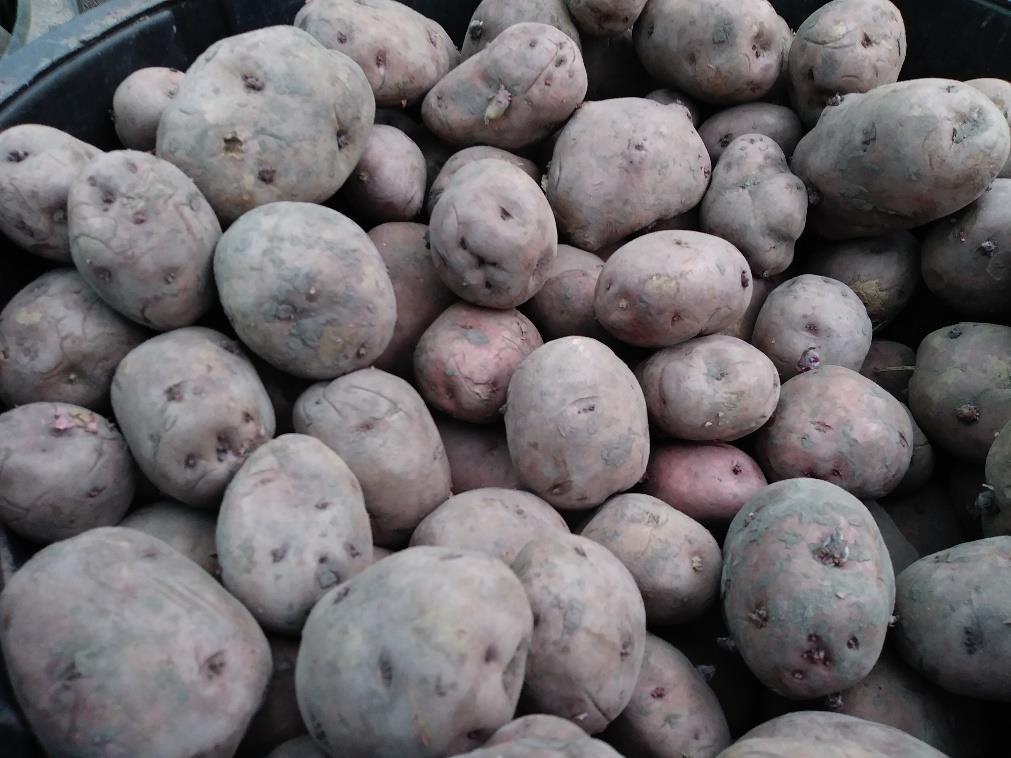 SEED POTATOES $1.19lb 10 lbs. or more $1.00 per pound POTATOES Purple Majesty Potato Purple/blue skin and flesh with sweet earthy flavor. The flesh is smooth and moist when cooked.