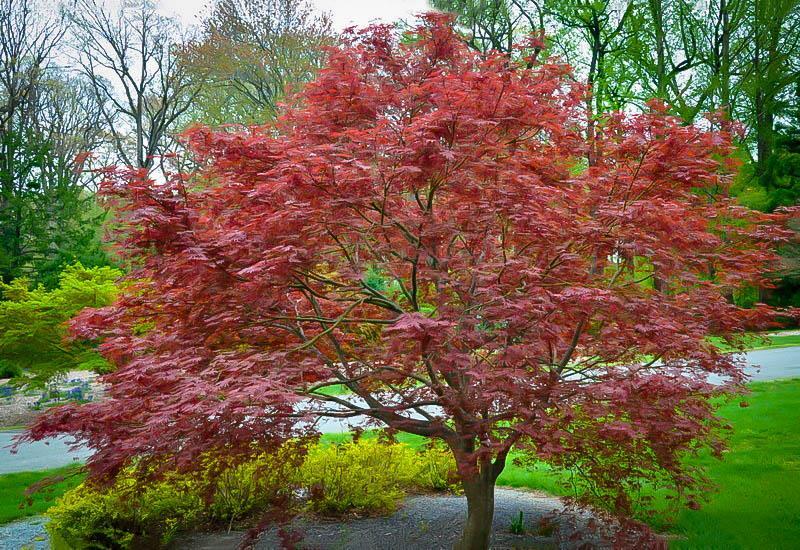 JAPANESE MAPLE *ORANGE FLAME* 2G The Orange Flame Japanese maple is an upright, strong grower, with a deeply lobed leaf.