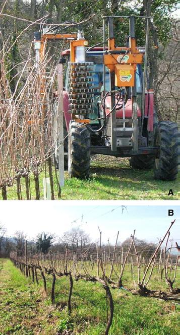 Pruning and Ripening 413 in late spring (early May) and early summer (June) (Frioni et al.