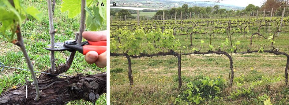 414 Palliotti et al. weight ratio, kg/kg; Ravaz 1903). In LHF and VLHF vines, the pruning weight resulting from winter mechanical pruning was added to the cane weight recorded at HF.
