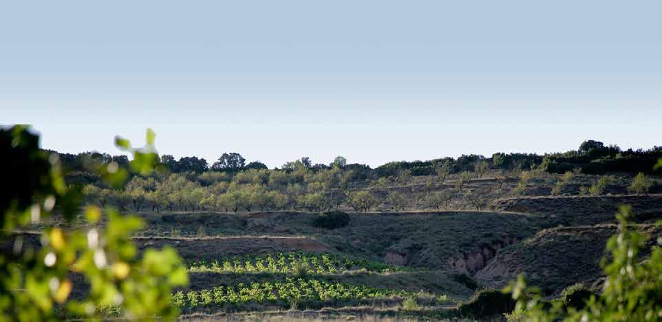 DEVELOPMENT OF GARNACHA GROWING IN RIOJA 1983 % 1990 % 2000 % 2015 % DRA- MA Half a century ago, GARNACHA was the most widely grown grape in Rioja.