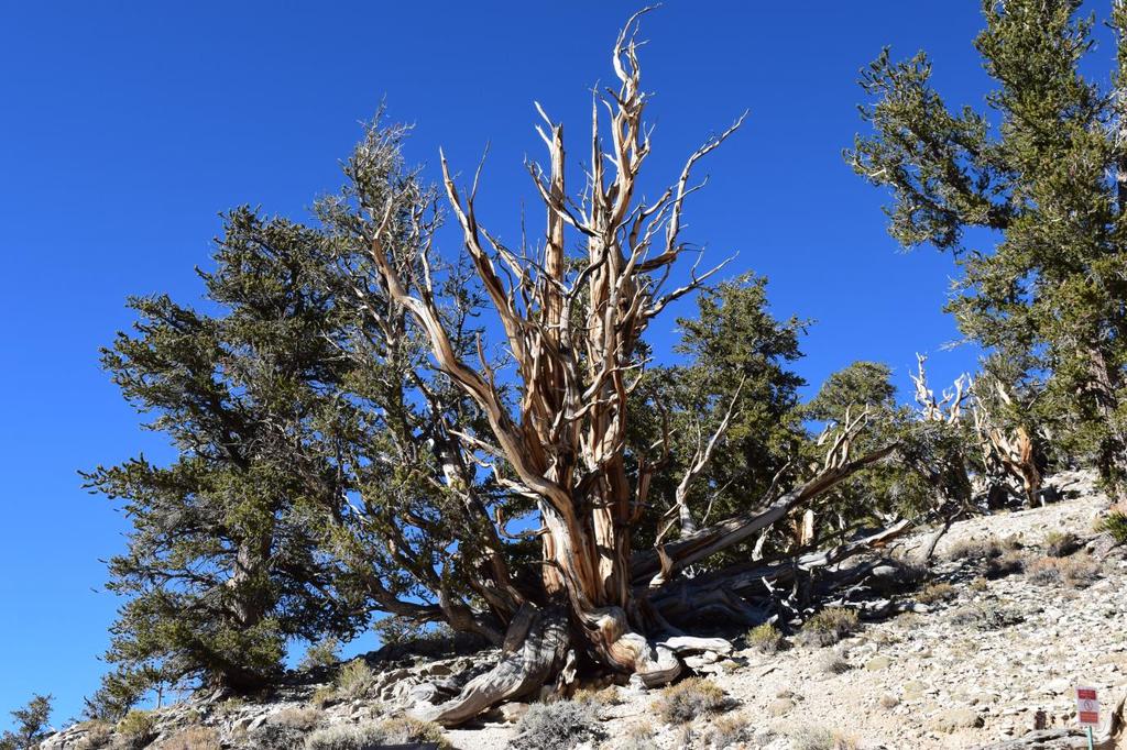 Bristlecone Pines Thomas Fry Figure 12: Ancient Bristlecone Pine in the White Mountains. Credit: Baldwin, 2018 From Yosemite we headed over Tioga Pass and descended the eastern slopes of the Sierras.