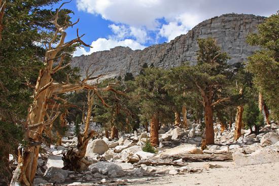 Foxtail Pines Harry Baldwin Figure 14: A grove of Pinus balfouriana growing on granite.