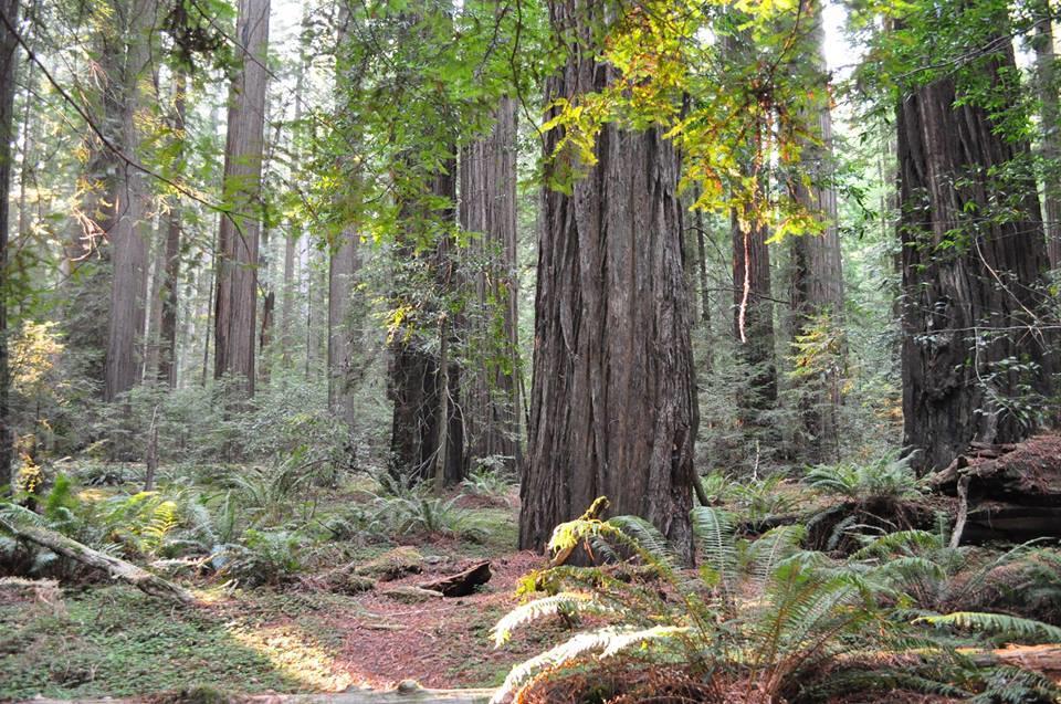 Redwoods at Rockefeller Grove Harry Baldwin Figure 20: Giant redwoods - Sequoia sempervirens.