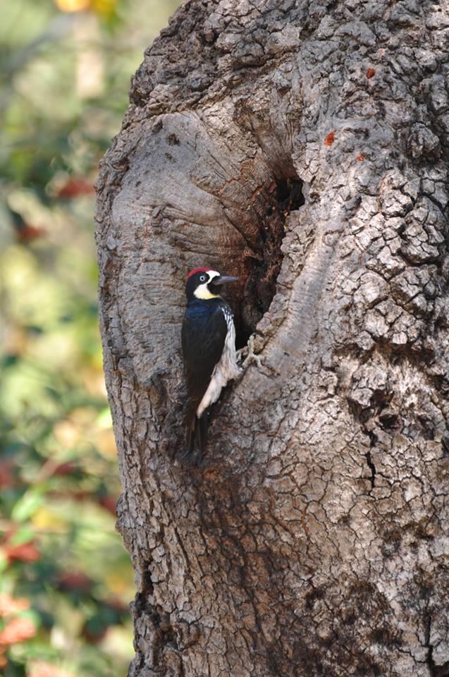 Acorn Woodpecker (Melanerpes formicivorus) Thomas Fry. In relation to the champion Quercus lobata at Covelo, it was apparent that many holes filled the trunk and the main branches.