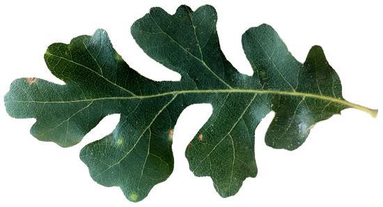 Hybrids: Quercus x jolonensis (Q.