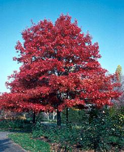 Scarlet Oak Quercus
