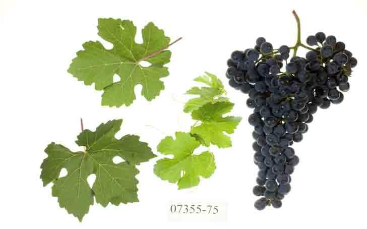 First Release 07355-75 94% vinifera; PdR1b; red wine var.