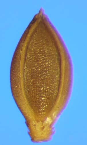 Knotroot Bristle Grass (Setaria parviflora) Palea Palea forms a rim where it meets the lemma;