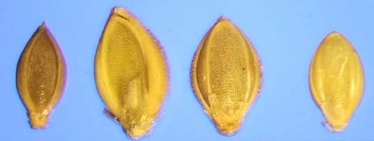Visual Comparison of Setaria Species Top: Palea Bottom: Profile