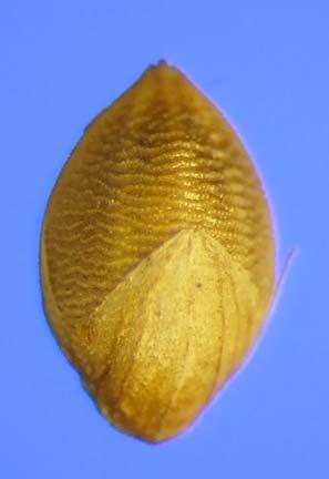 Yellow Foxtail (Setaria pumila) 2nd Glume Glume covers up to ½ the length of the lemma.
