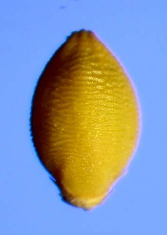 Yellow Foxtail (Setaria pumila) Lemma Decorated