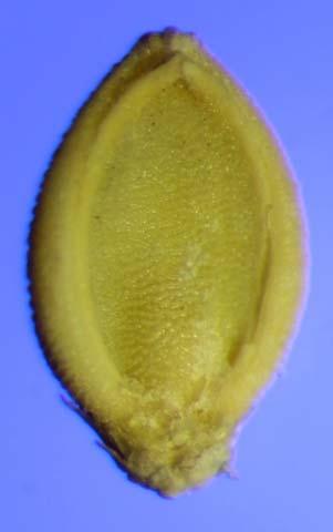 Yellow Foxtail (Setaria pumila) Palea Palea forms a rim where it