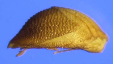 Yellow Foxtail (Setaria pumila) Profile Highest profile at