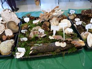 com Floccularia albolanaripes. 2011 Fall Show Observations and Report By Buck McAdoo It s always a wild card on how the annual weather patterns impact the mushrooms.