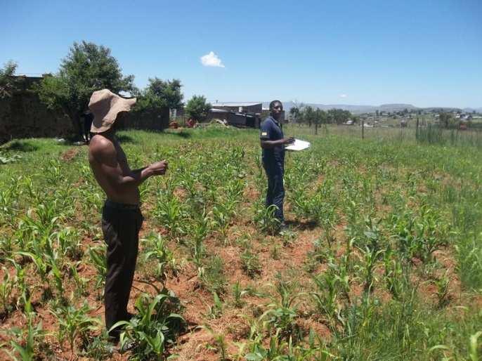 Nthabiso Diholo (43) 30 14.863 S 28 42.706 E 7 hh members Unemployed, grants.1 pig. Vegetable garden. 26x18m =468m² No fertilizer. No pesticides. Yellow maize broadcast with animal drawn planter.