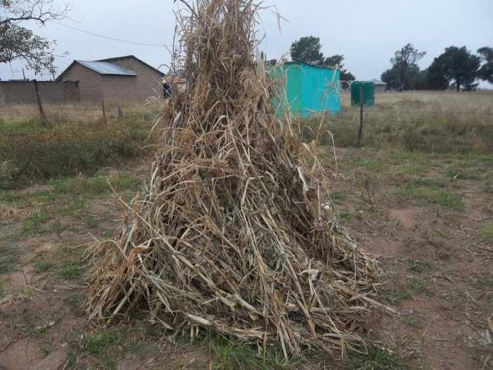 Name and Surname MATATIELE, EC Mr Gamakhulu Ntseki / Mhlagwane (64) 30 33.056 S 028 28.186 E Control LUBISINI 5x8m x2=80m². Hand planted. Yellow Maize (traditional) 40m². Already harvested.