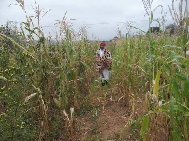 Mrs Nobukhosibakh e Duba (64) 30 32.905 S 028 28.730 E 10 hh members, 3 employed, poultry and livestock. SCG member (Siyabonga) 11x6.8 m = 74.8 m ².No fertilizer. Traditional maize planted.