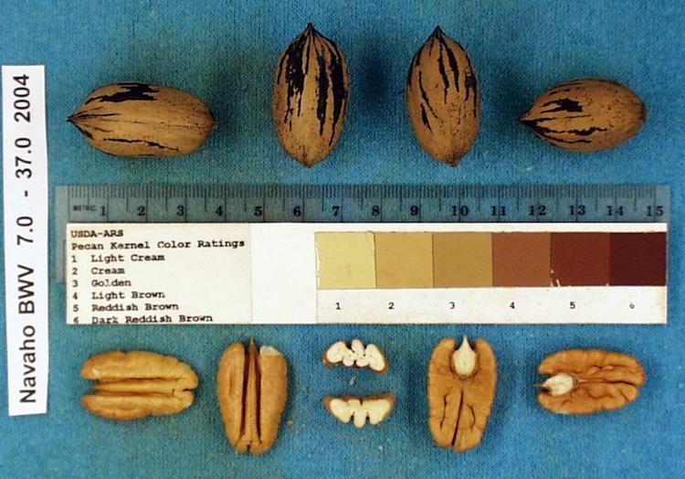 Nut: oblong elliptic with an acuminate apex and obtuse base; round in cross section; 62 nuts/lb, 61% kernel; kernels golden to light brown in color, with deep, relatively narrow