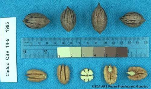 Nut: oblong elliptic to oblong, with acuminate apex and base; round in cross section; 60 nuts/lb, 56% kernel; kernels golden in color with shallow