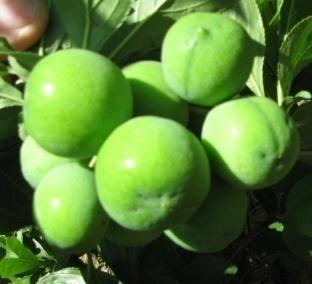 Fruit set and retention Plums:Cultivar: Sun Kiss + Golden Kiss Assessment date: 28 November 2009