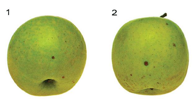 than 2 mm diameter on a single fruit and no more than 1 mm