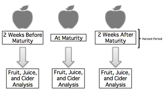 Experimentl Tretments: For the mturity study, there were three tretments: fruit hrvested 2 weeks efore mturity, fruit hrvested t mturity, nd fruit hrvested 2 weeks fter mturity.