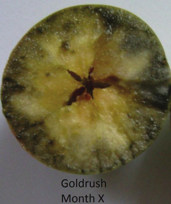 ripped, Ariwa, Rebra and Rubinola (8C). For the other varieties of blue coloration was on 70% of the section (note 4) at Goldrush or 40% of the section (Note 6). Red Devil, Florina and Redix.